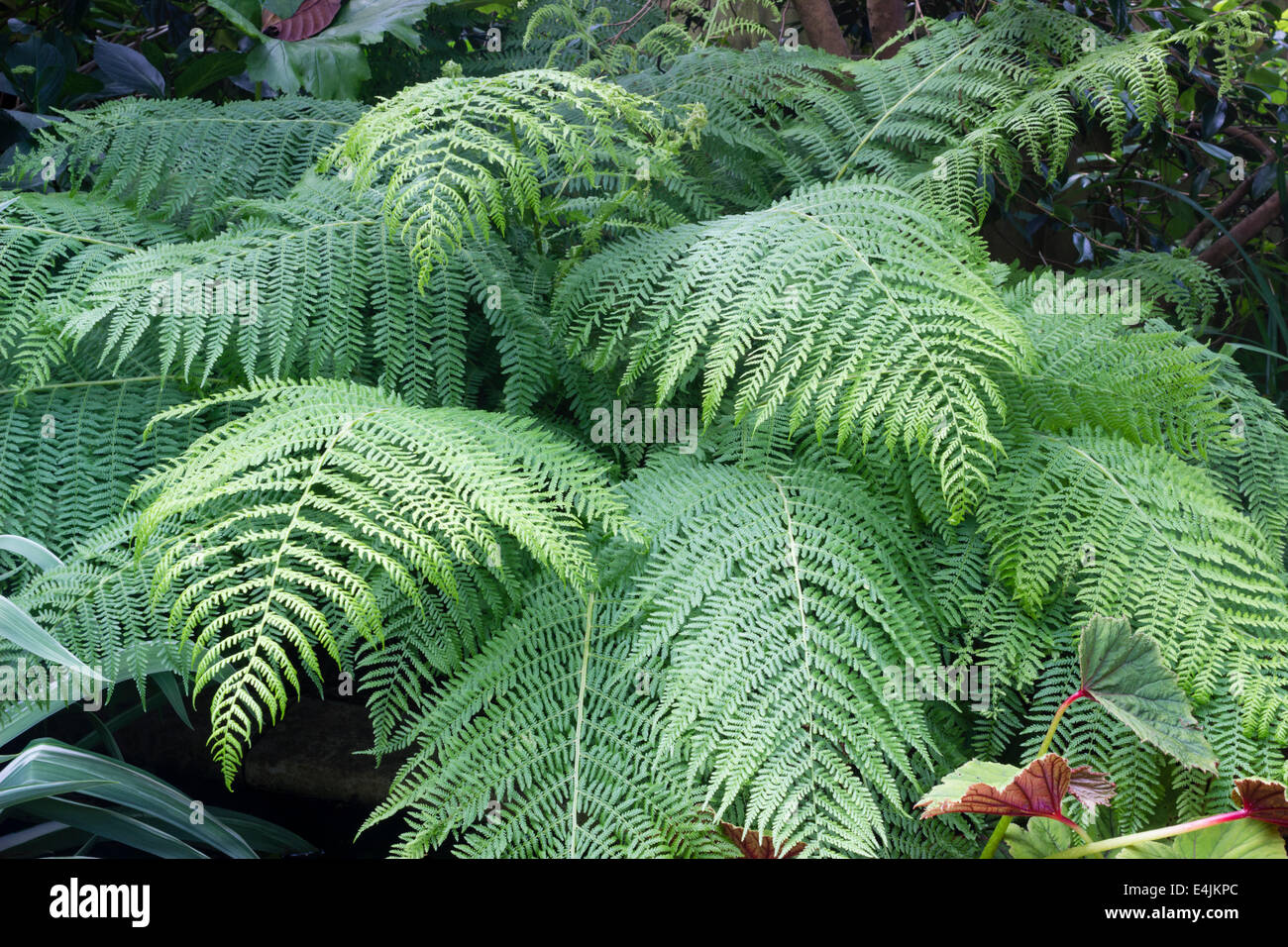 Arching fronds of the lady fern, Athyrium filix-femina, in a Plymouth garden Stock Photo