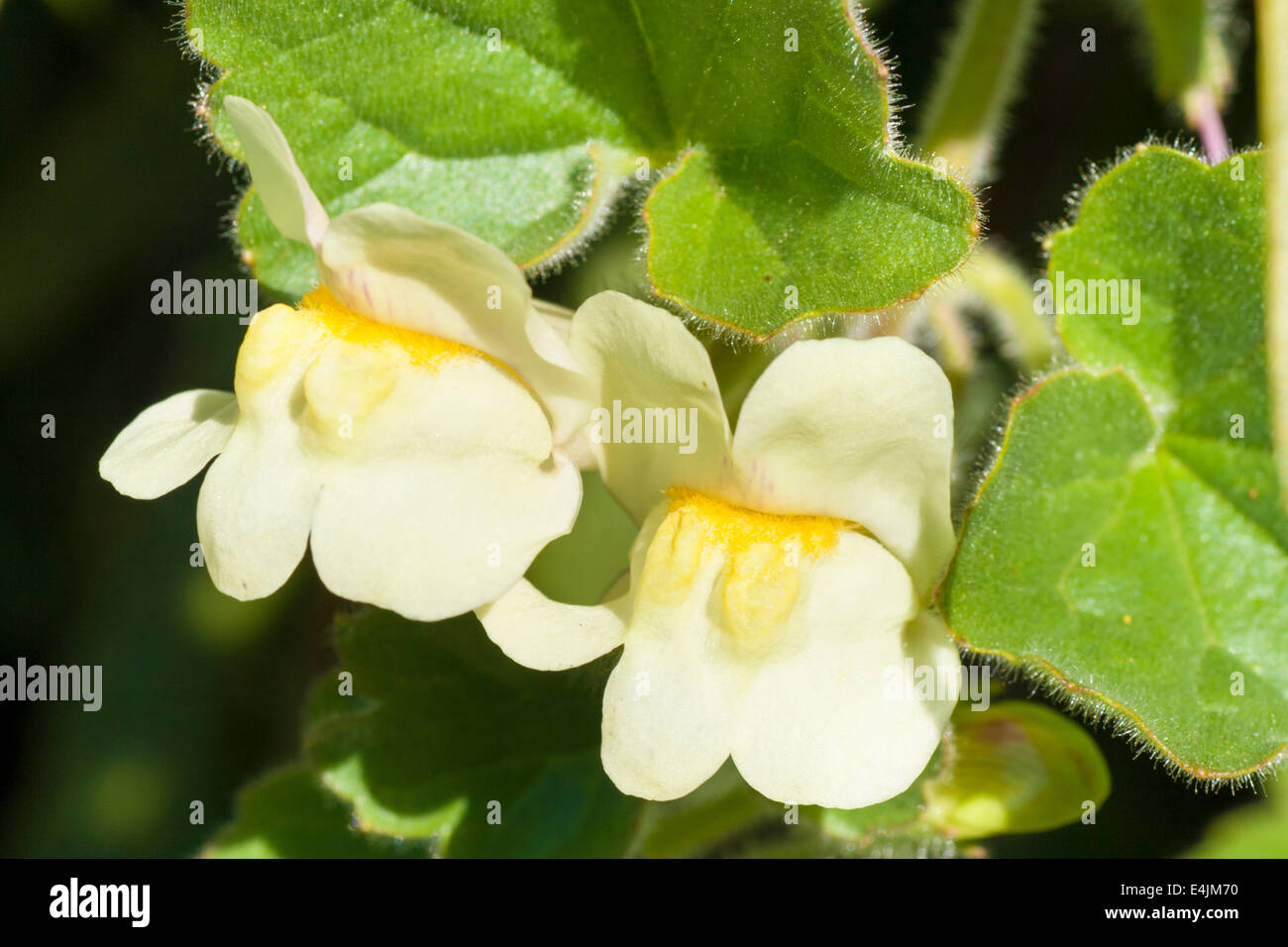 Flowers of the creeping snapdragon, Asarina procumbens Stock Photo