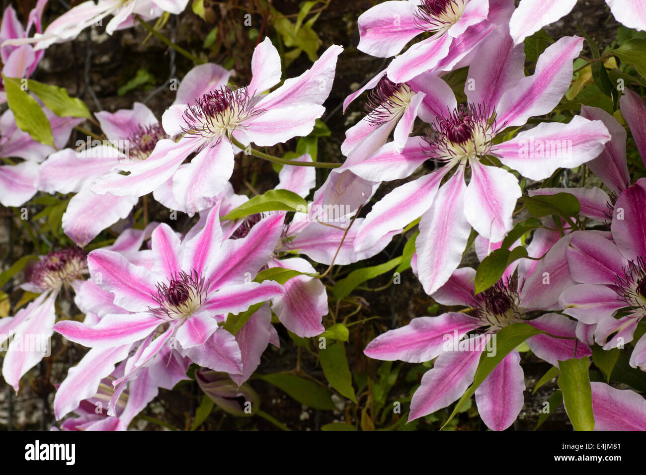 Flowers of the summer flowering climber, Clematis 'Nelly Moser' Stock Photo