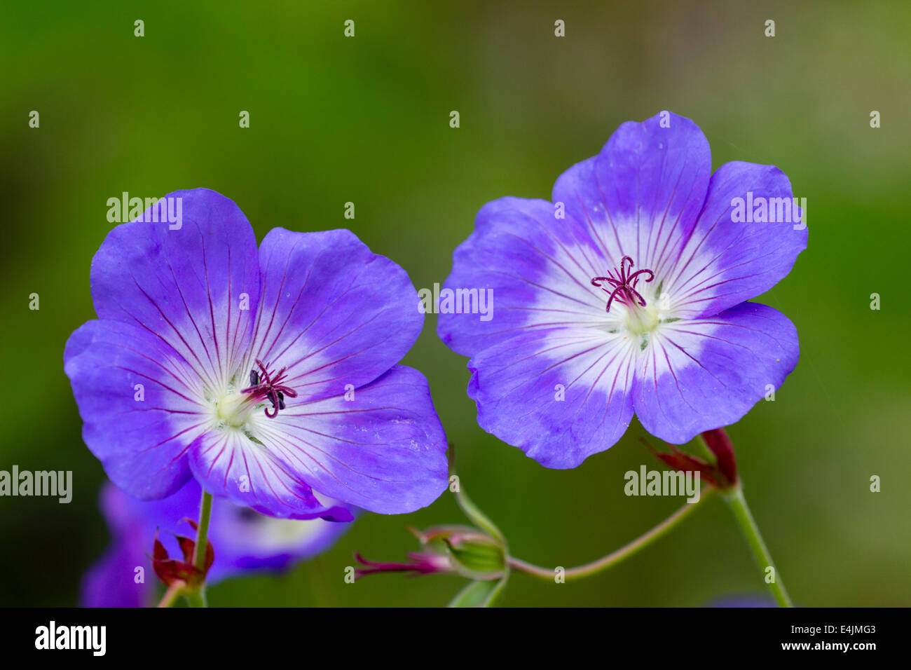 Flowers of the hardy geranium, Geranium 'Rozanne' Stock Photo