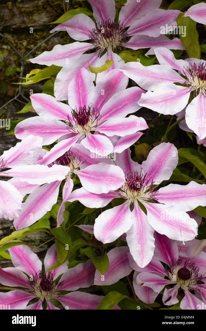Flowers of the summer flowering climber, Clematis 'Nelly Moser' Stock Photo