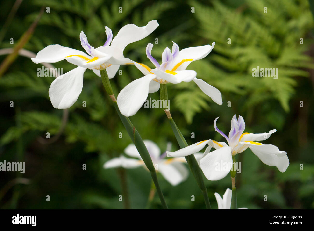 Flowers of the tender South African perennial Cape Iris, Dietes grandiflora Stock Photo