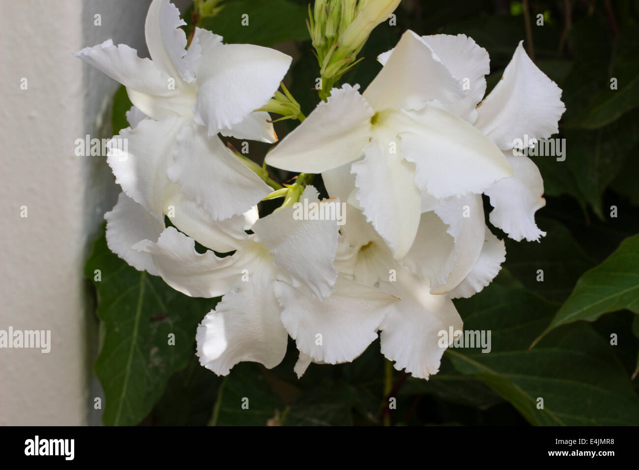 White, faintly scented flowers of the Chilean jasmine, Mandevilla laxa Stock Photo