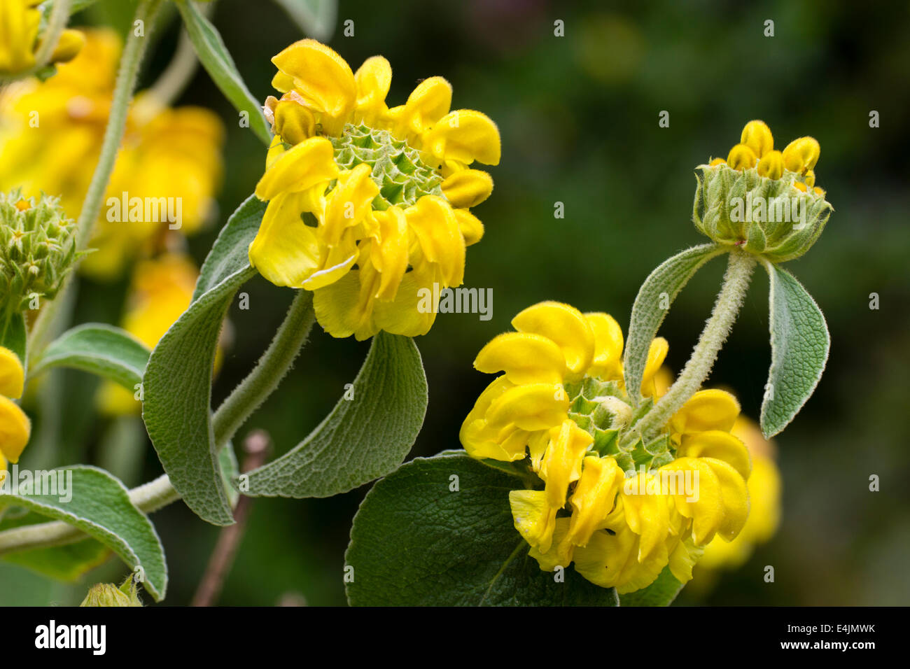 sage plant with yellow flowers