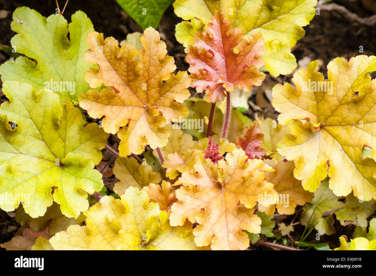 Foliage of the hardy Heuchera 'Caramel' Stock Photo