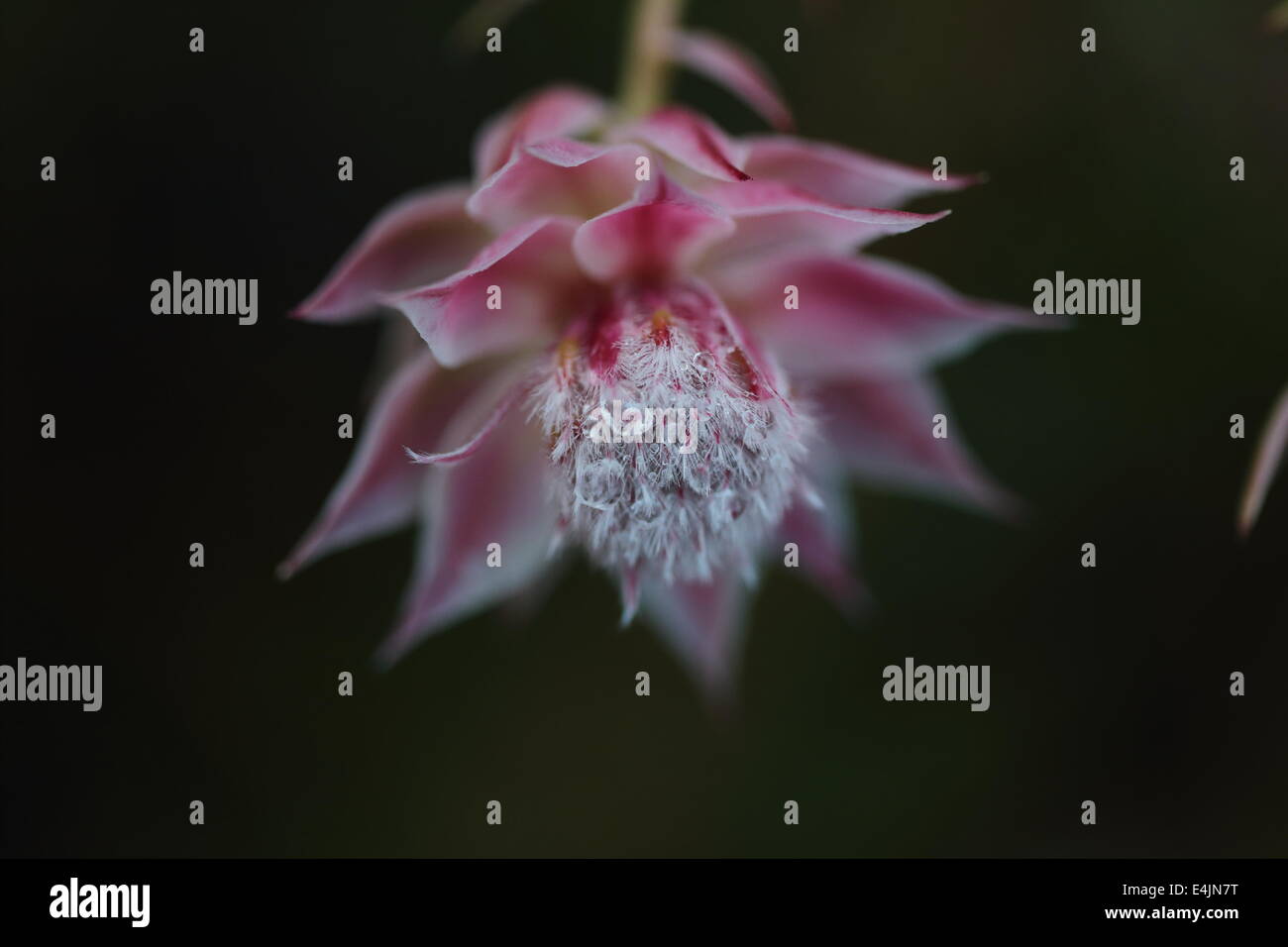 Close up of flower of serruria florida (blushing bride) Stock Photo