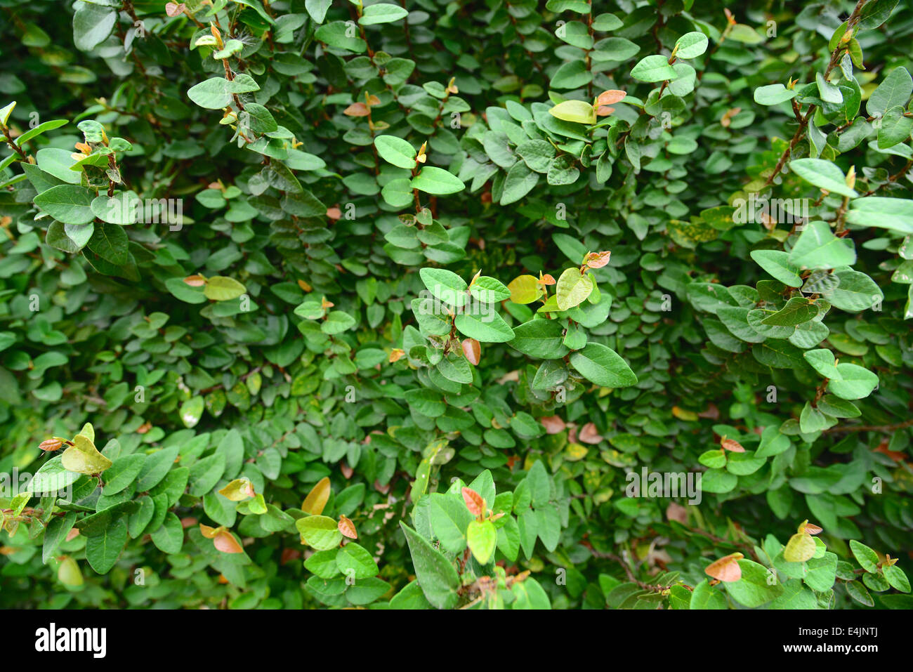 Wall of Ivy Stock Photo
