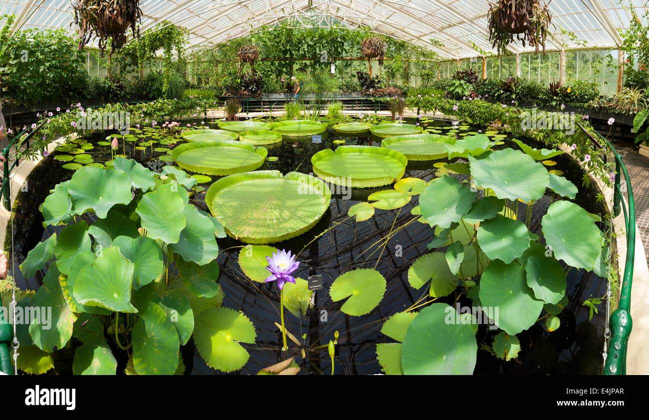 Interior of lilly pond / flower / flowering lillies inside Water Lily / Waterlily House. Kew Royal Botanical / Botanic Gardens / Garden UK. Stock Photo