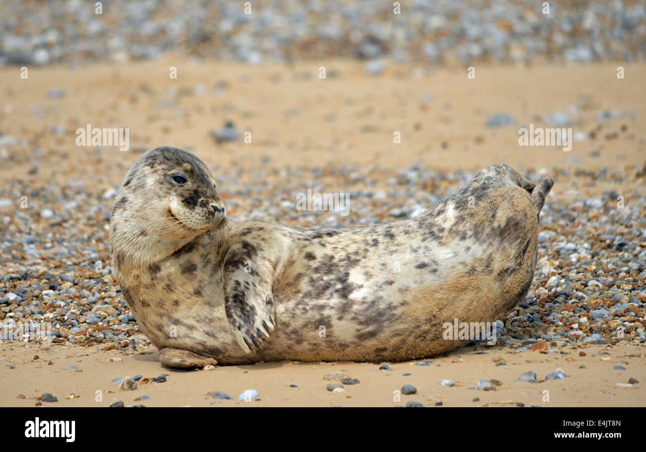 Seals at Blakeney Point North Norfolk Stock Photo Alamy