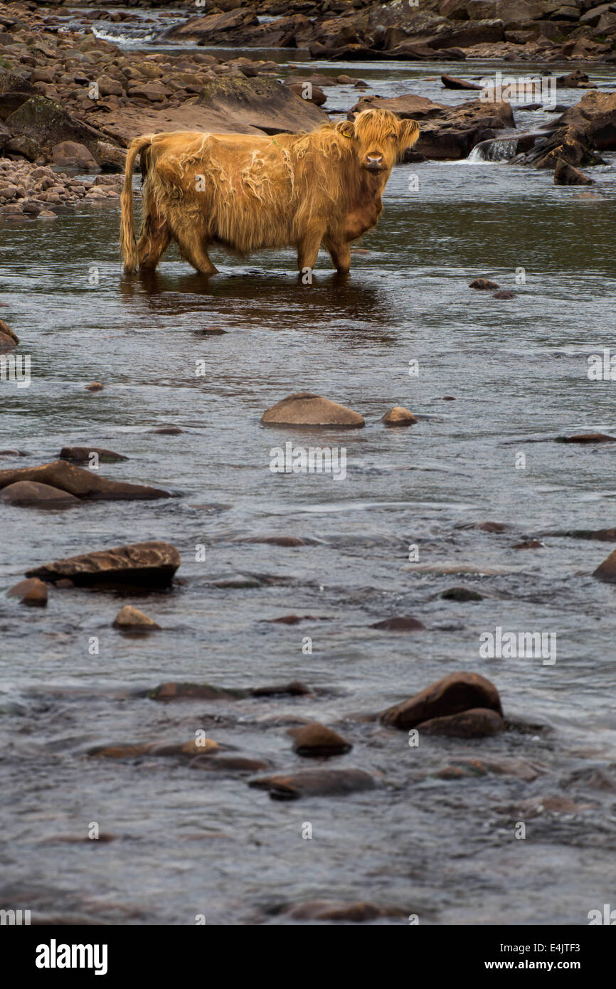 Highland cow wading across Applecross River, Scotland Stock Photo - Alamy