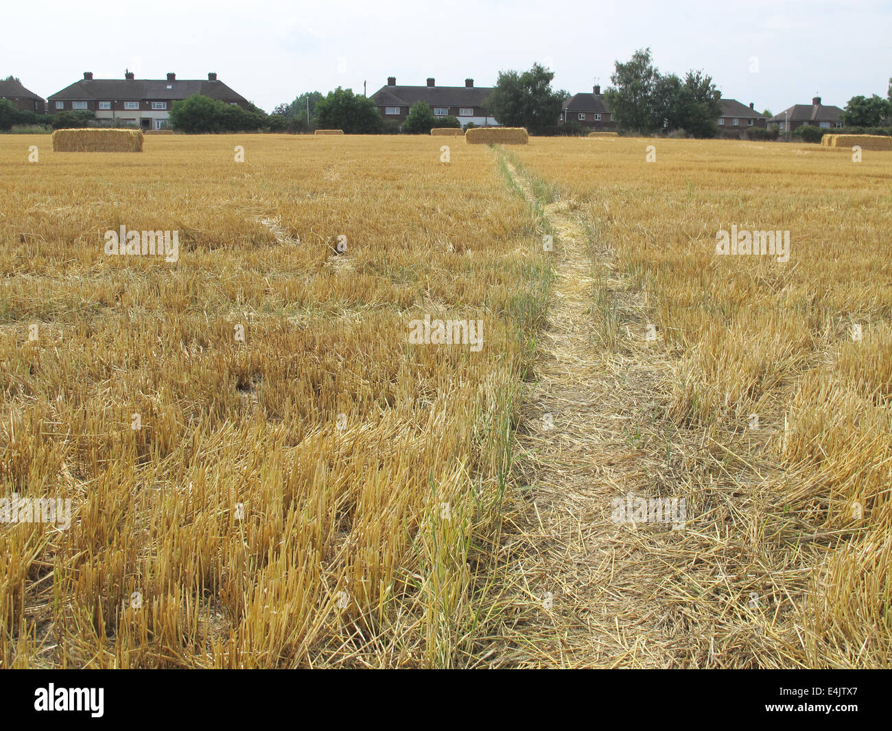 A trail through the harvested wheat field to a bale of hay Stock Photo ...