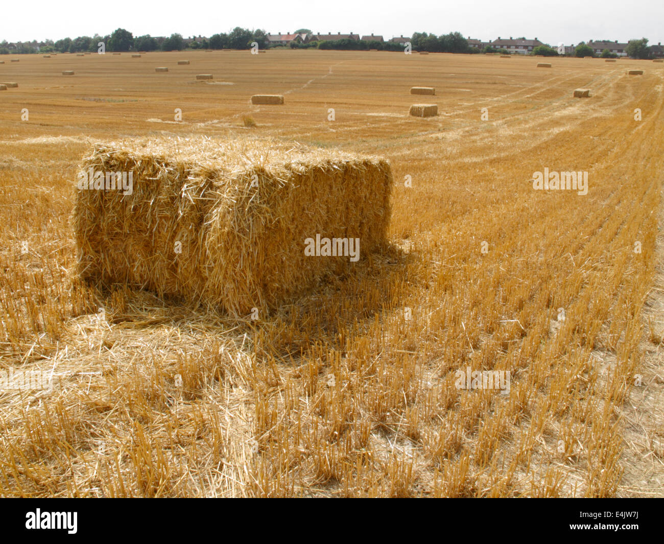 A field of harvested wheat with bales of hay scattered around Stock ...