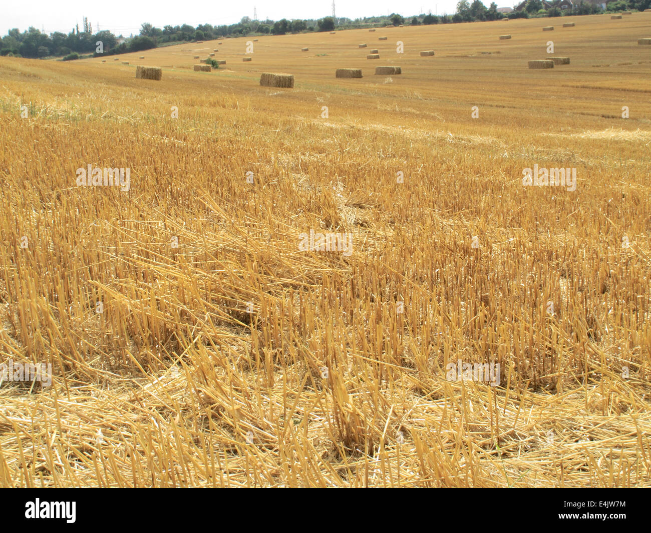 A field of harvested wheat with bales of hay scattered around Stock ...