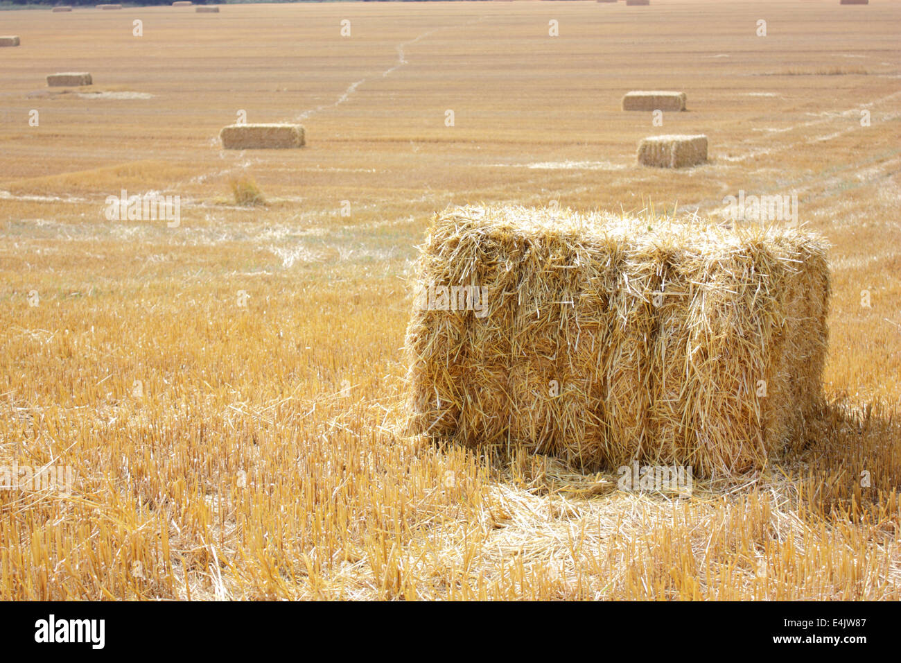 Bales of hay laying by the side of a harvested wheat field Stock Photo ...