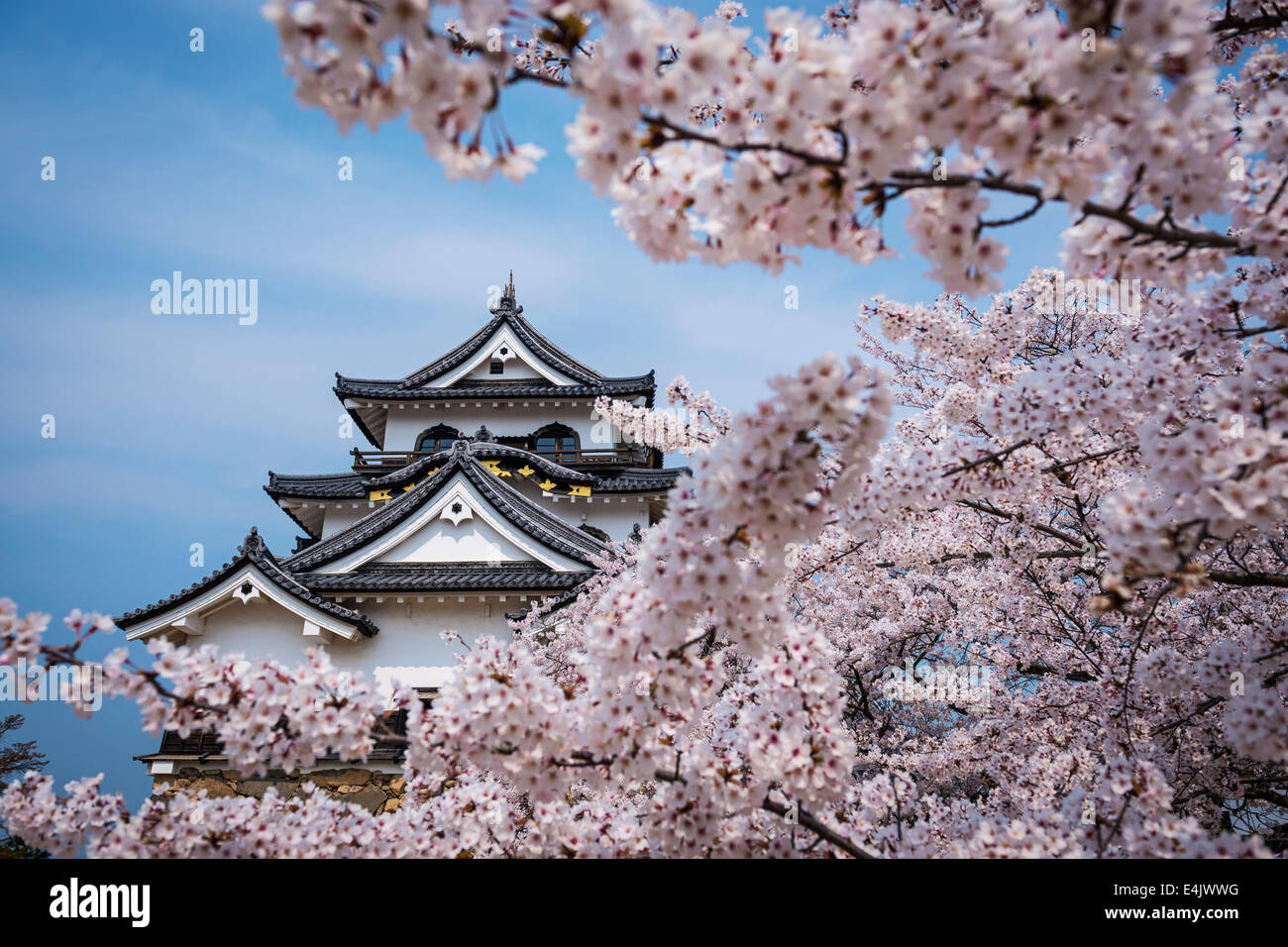 Hikone Castle in Hikone, Shiga Prefecture, Japan. Stock Photo