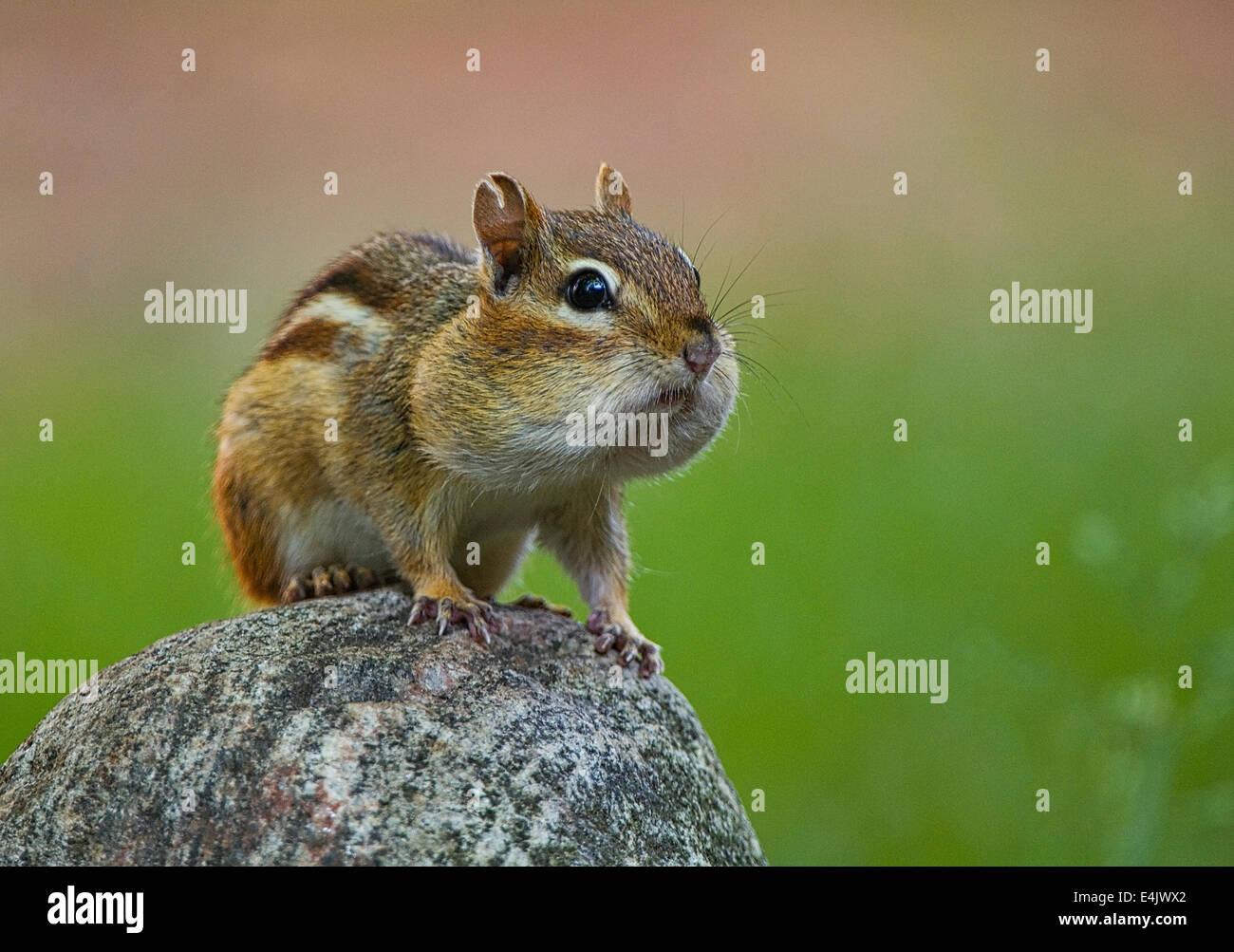 A cute, puffy-cheeked Eastern Chipmunk (Tamias striatus) perches alerted on top of a garden rock. Stock Photo