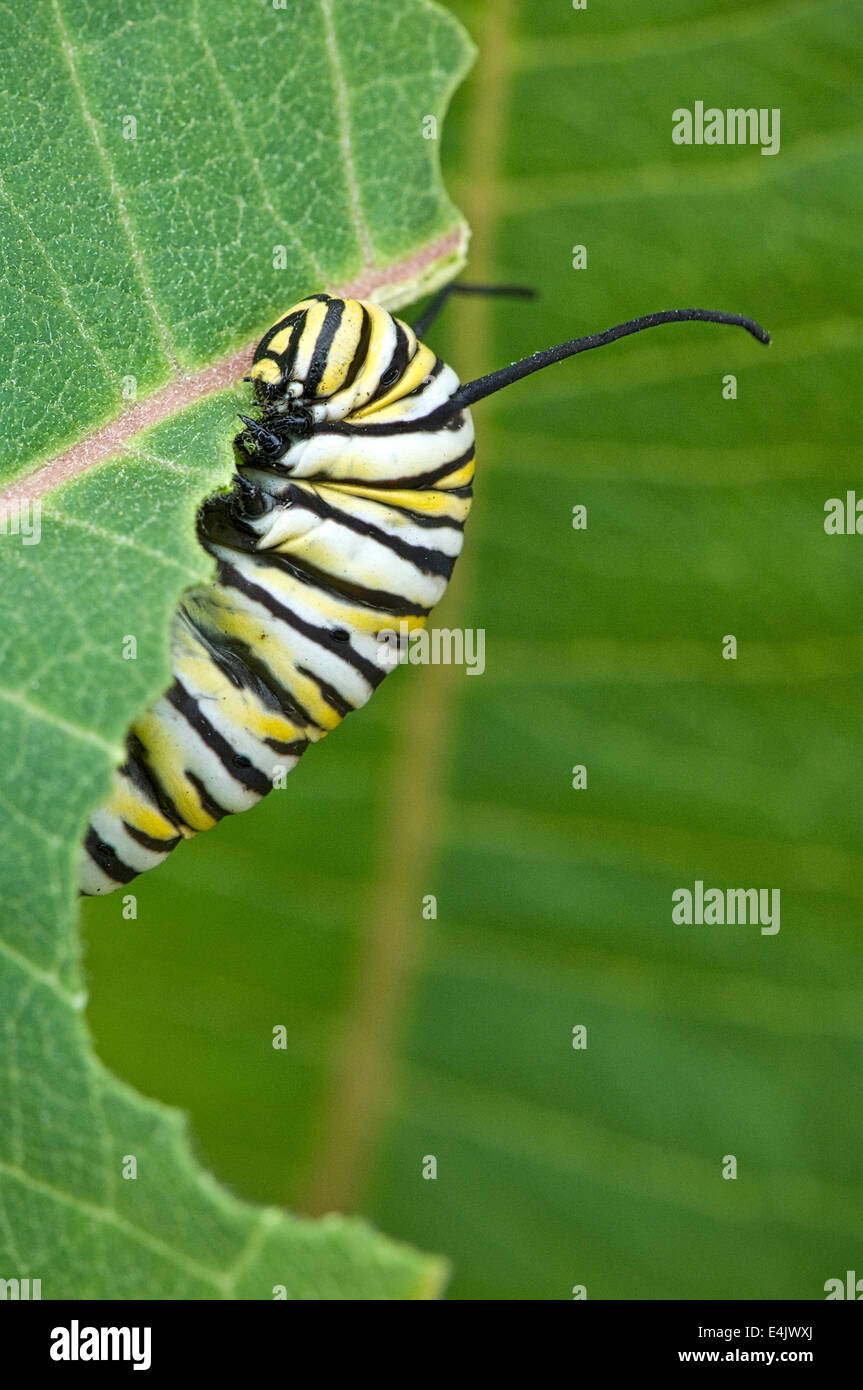 A late instar Monarch butterfly caterpillar (Danaus plexippus) feeding on milkweed Stock Photo