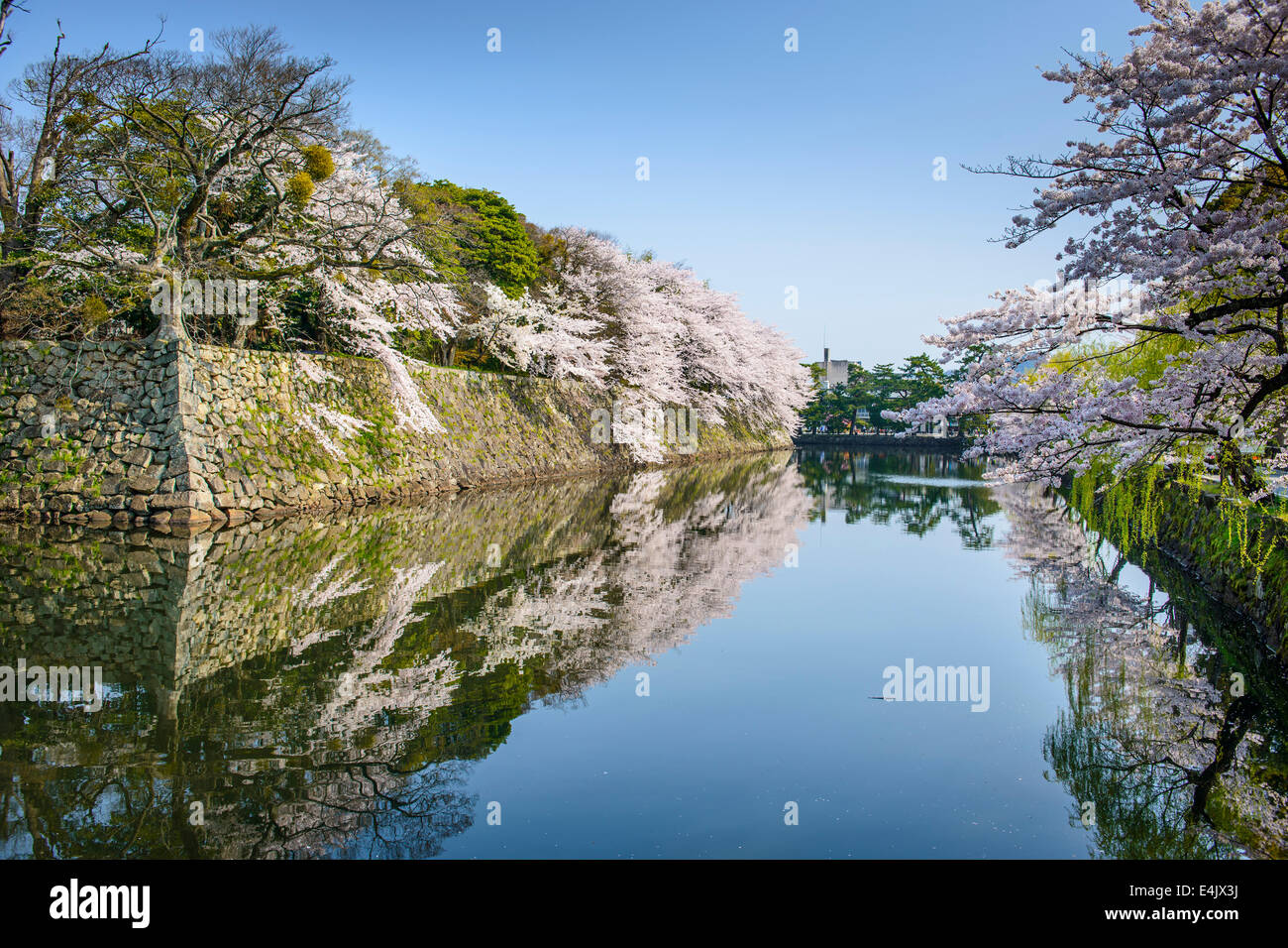 Castle outer moat during the spring season in Hikone, Japan. Stock Photo