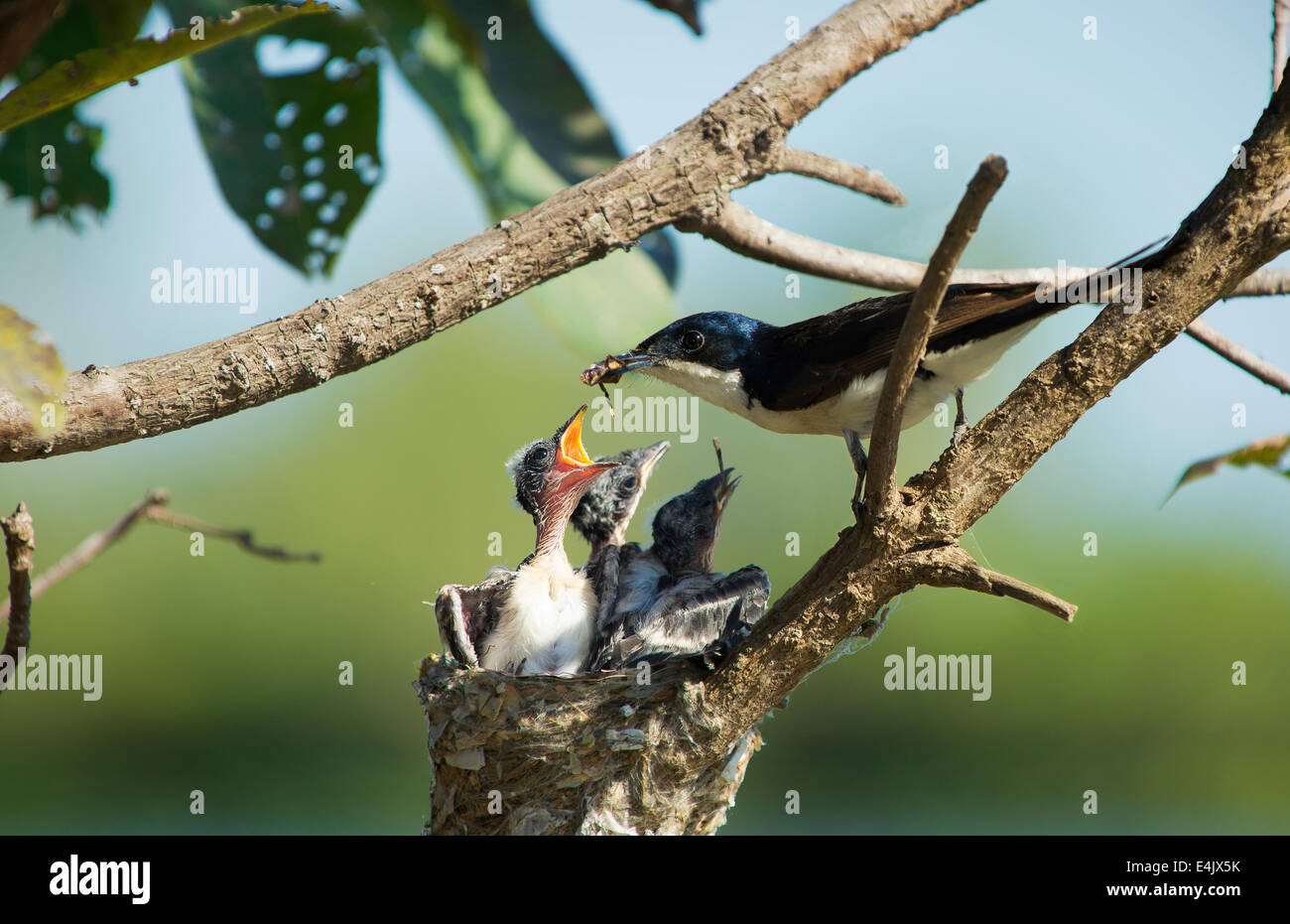 Restless flycatcher feed its young Stock Photo