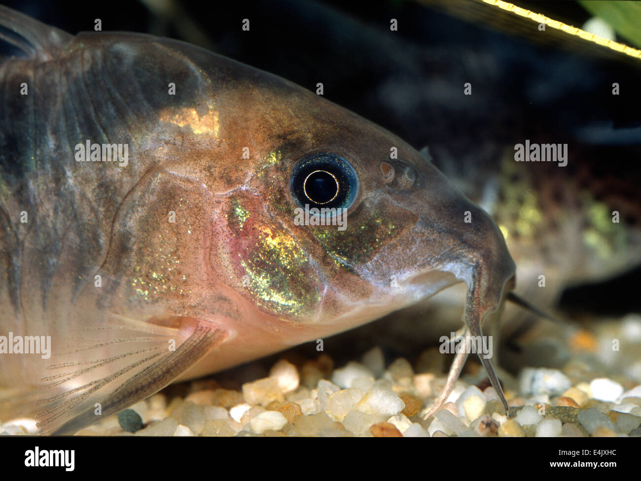 Frosset dødbringende betaling Bronze Cory Catfish Corydoras aeneus, Callichthyidae, South America Stock  Photo - Alamy