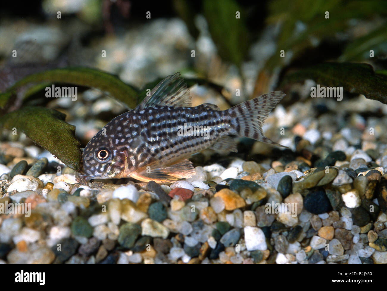 Sterba's Cory Catfish Corydoras sterbai, Callichthyidae, South America Stock Photo