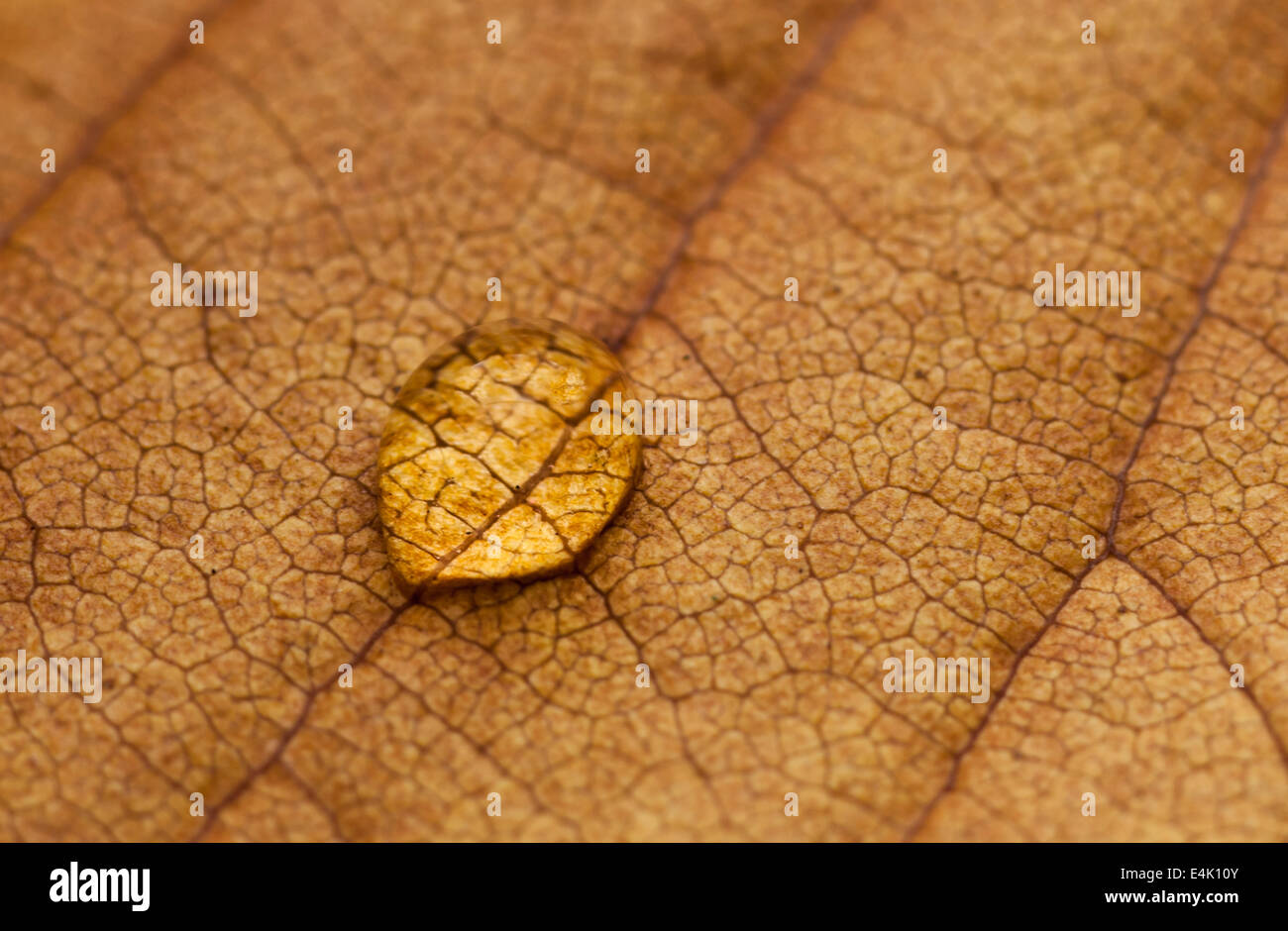 Single water droplet on a dry leaf. Stock Photo
