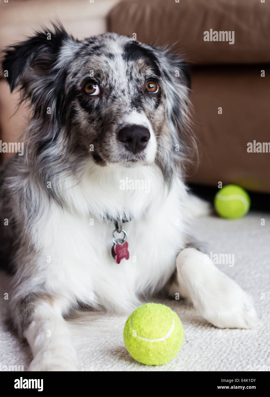 The Australian Shepherd dog looks up with a guilty look Stock Photo
