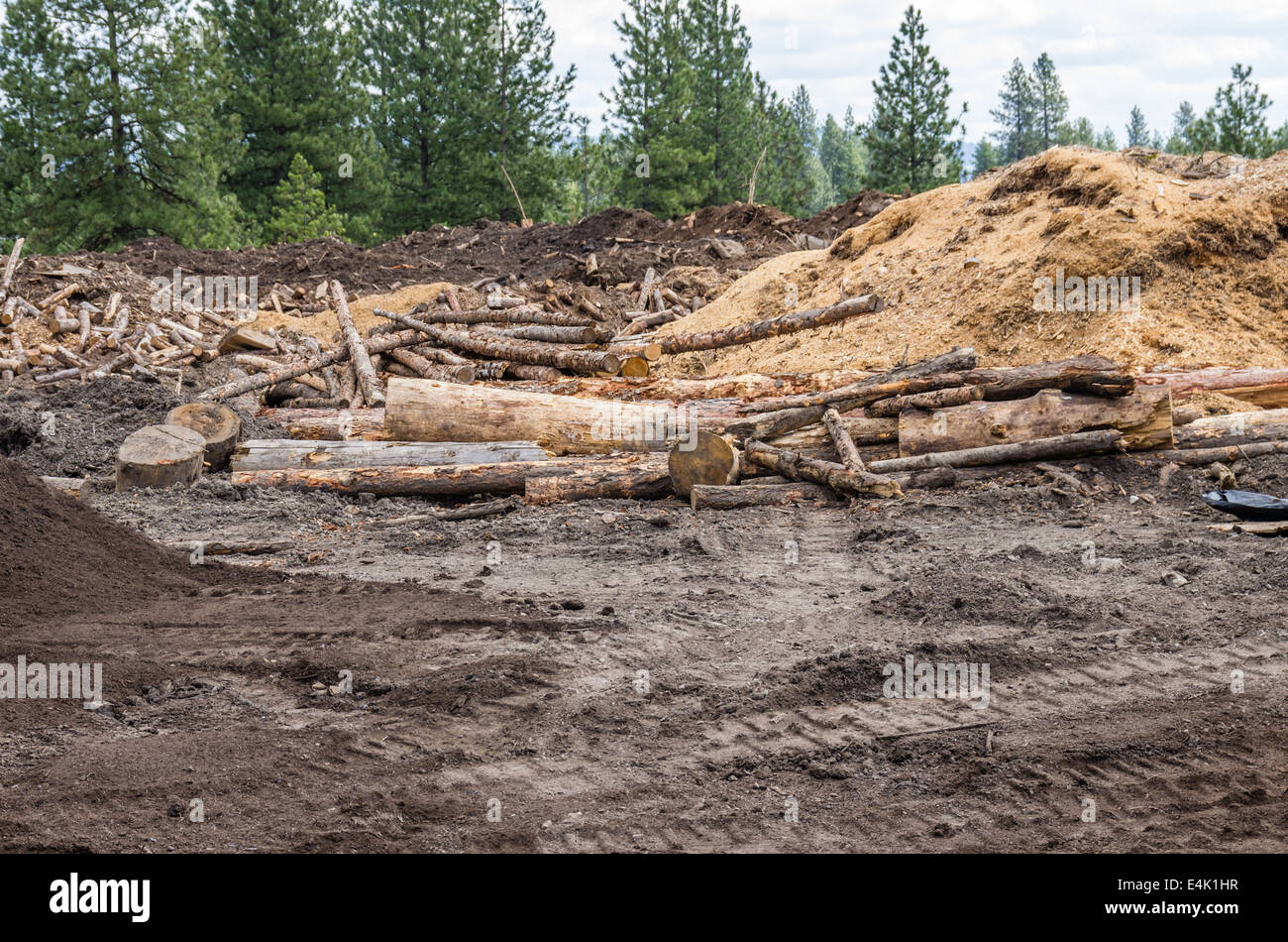 A logging site in the forest with logs and debris Stock Photo