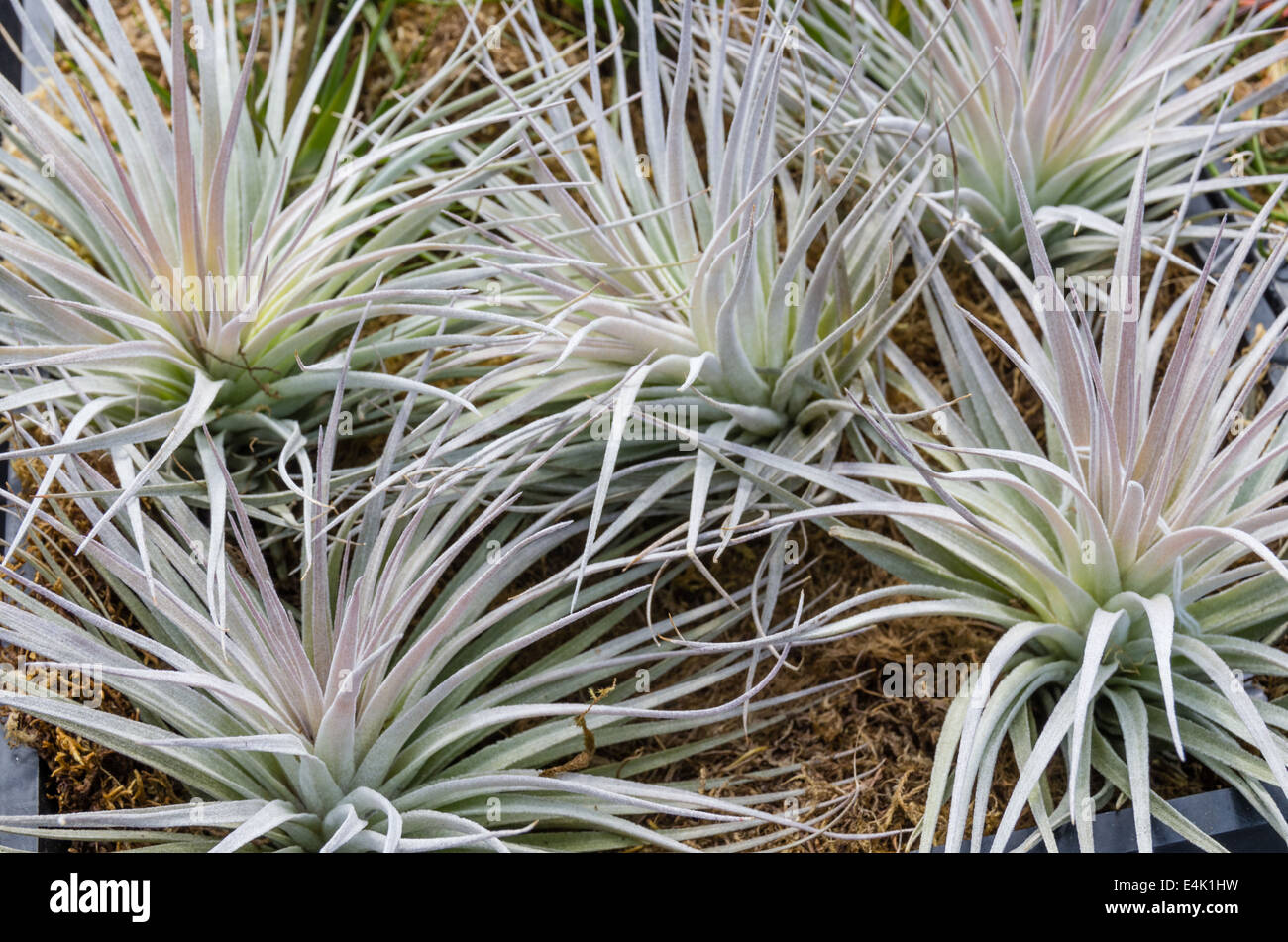 A group of Tillandsia or air plants for sale at the nursery Stock Photo
