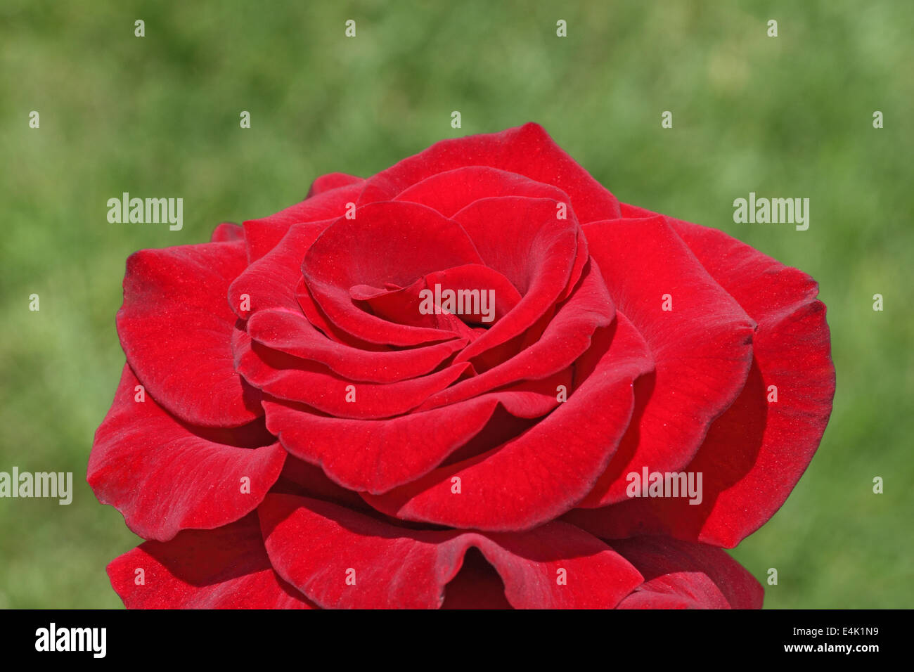 close up of red rose Stock Photo - Alamy