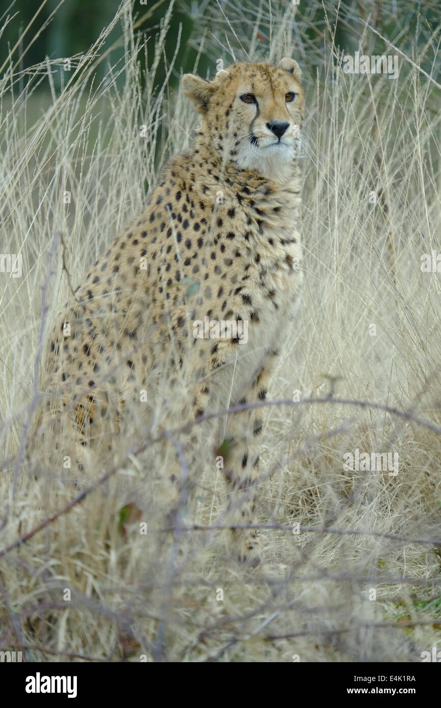 Feline mammal cheetah, Acinonyx jubatus, sitting in high grass Stock Photo