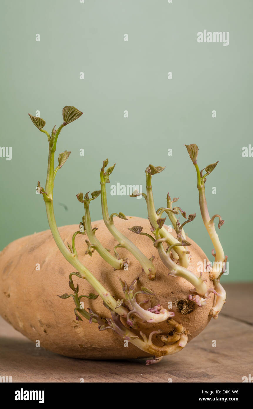 A sweet potato with new shoots starting to grow ready to plant Stock Photo