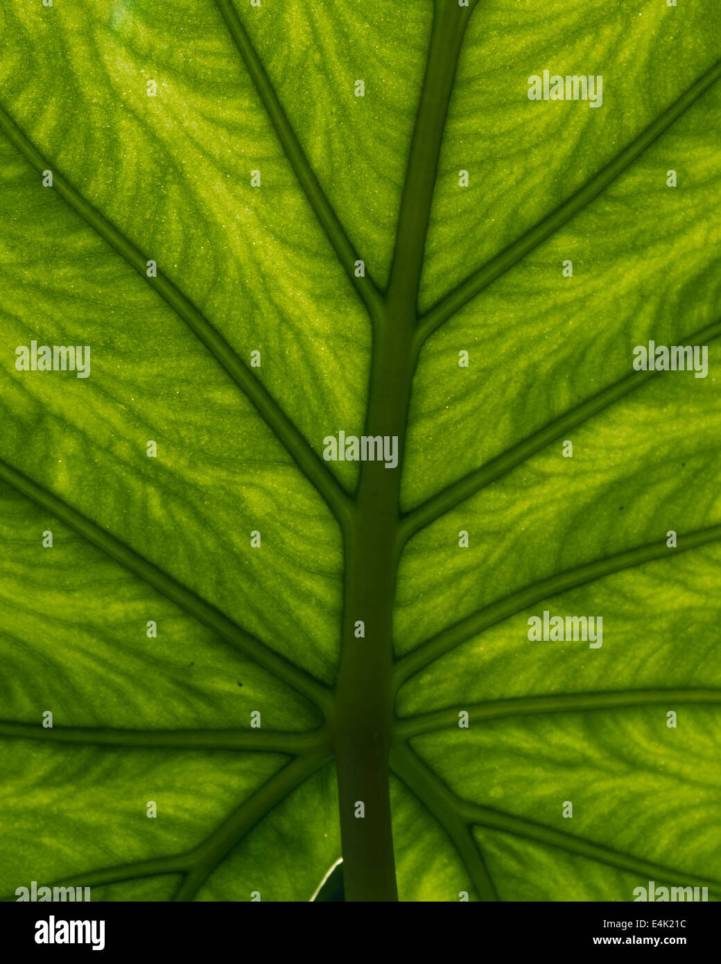 A green leaf backlit to show vein detail for background Stock Photo - Alamy