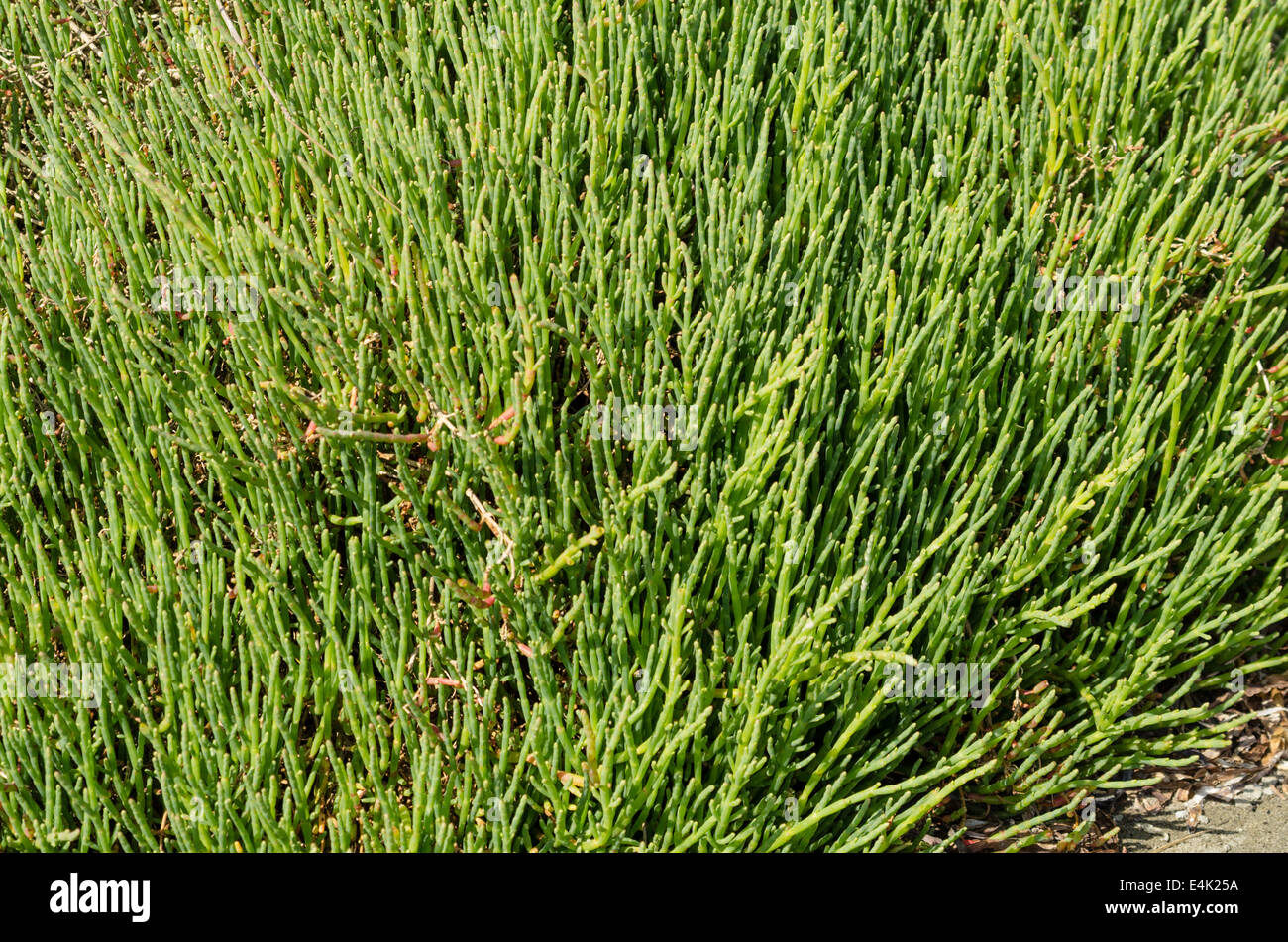 Edible Sea Beans or Salicornia used in salads or dishes growing on a