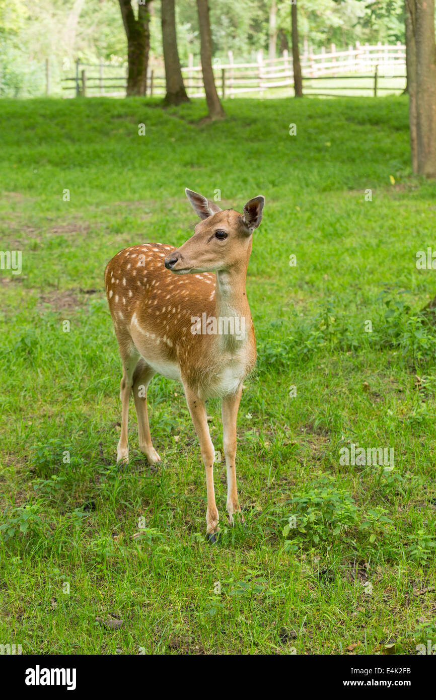 Fallow deer when watching on green meadow grassland in forest in summer Stock Photo