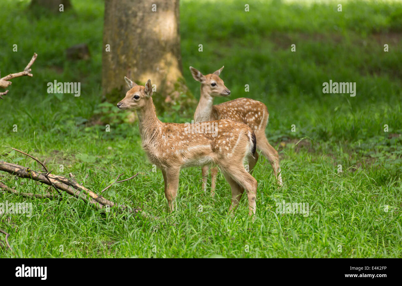 Two young toddler fawn fallow deer kids playing on green meadow grassland in forest in summer Stock Photo
