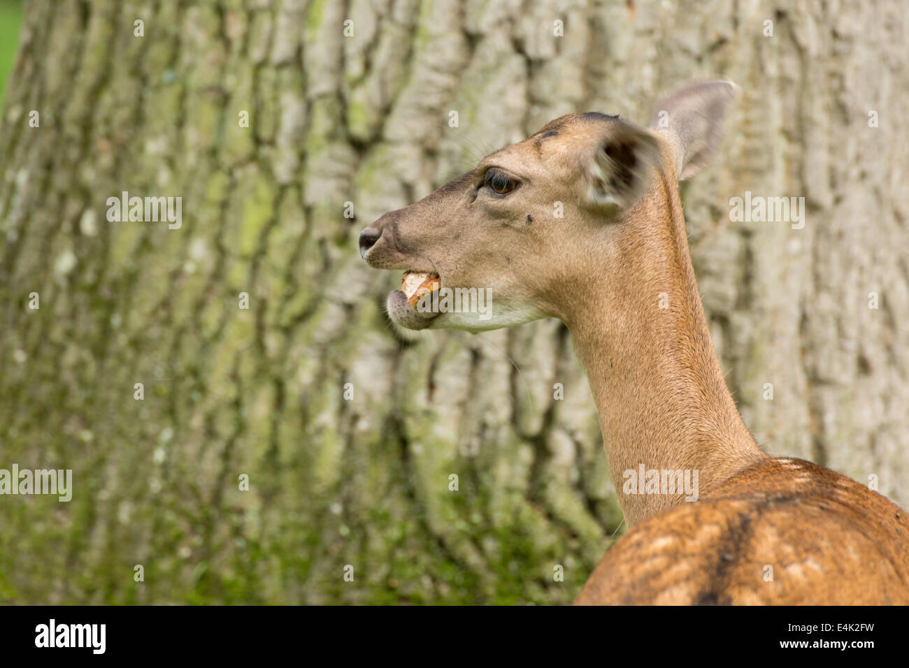 Fallow deer when eating bread on green meadow grassland in forest in summer Stock Photo