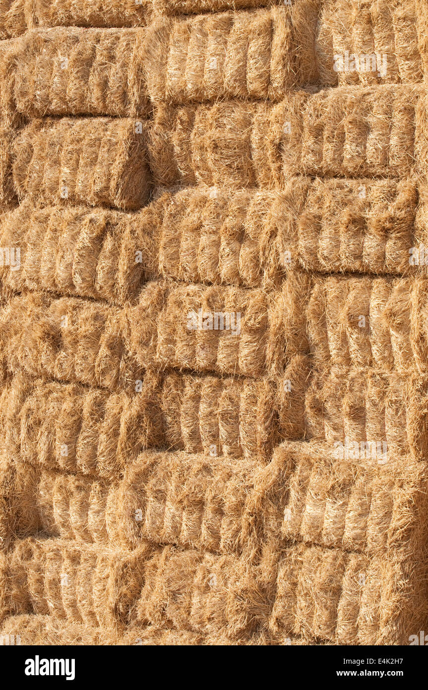 straws of hay, grain crop field picture Stock Photo Alamy
