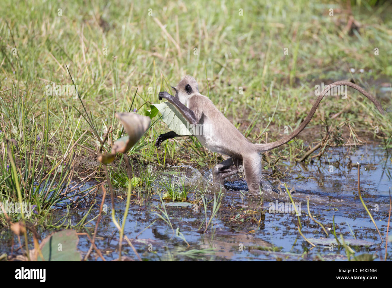 A sneaky grey langur monkey grabs a lotus leaf from a crocodile infested lake at Yala NP, Sri Lanka. Stock Photo