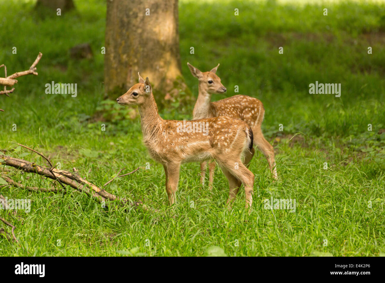 Two young toddler fawn fallow deer kids playing on green meadow grassland in forest in summer Stock Photo