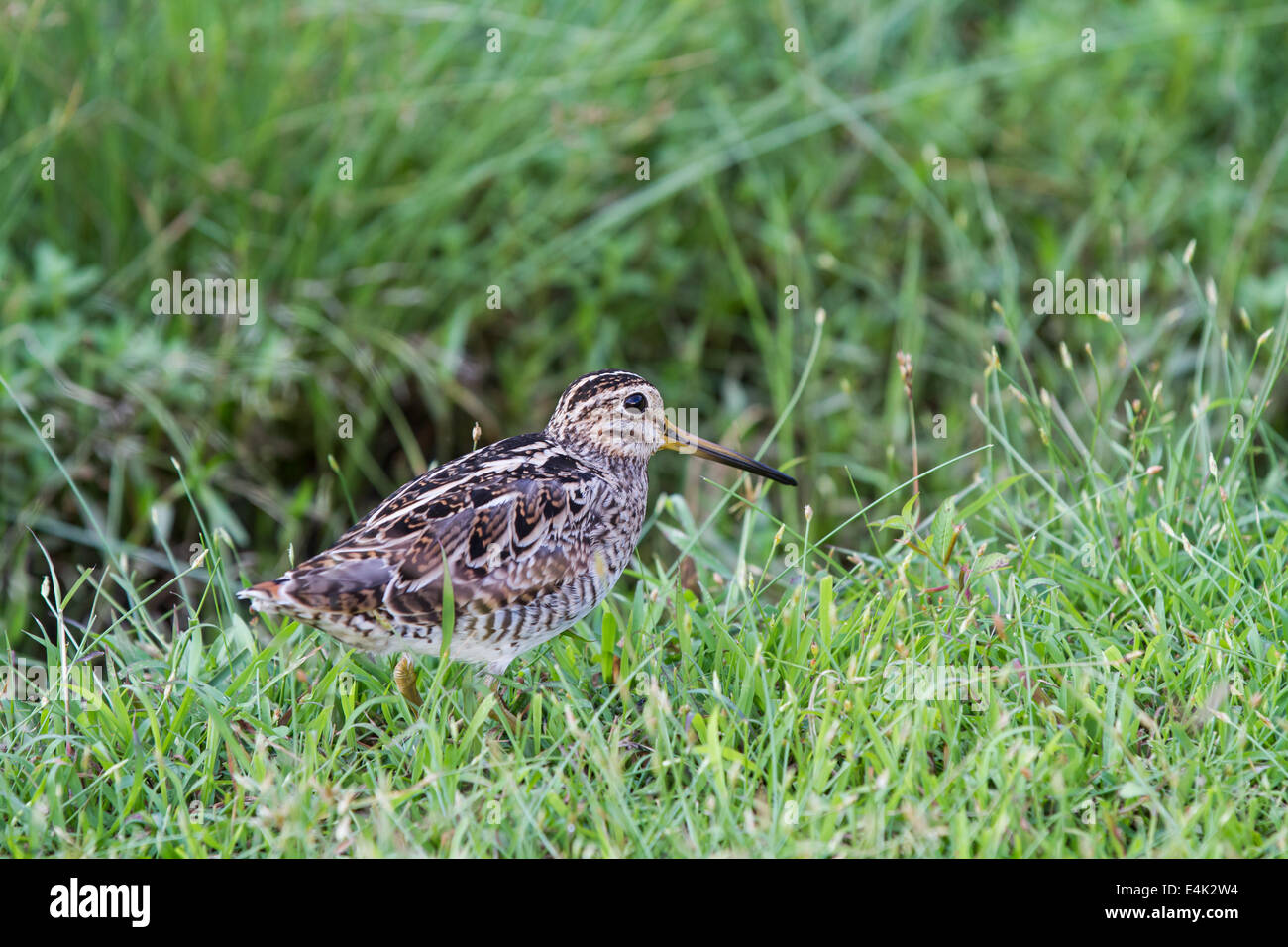 Pin-tailed snipe (Gallinago stenura) Sri Lanka is a common migrant during the northern hemisphere winter months. Stock Photo
