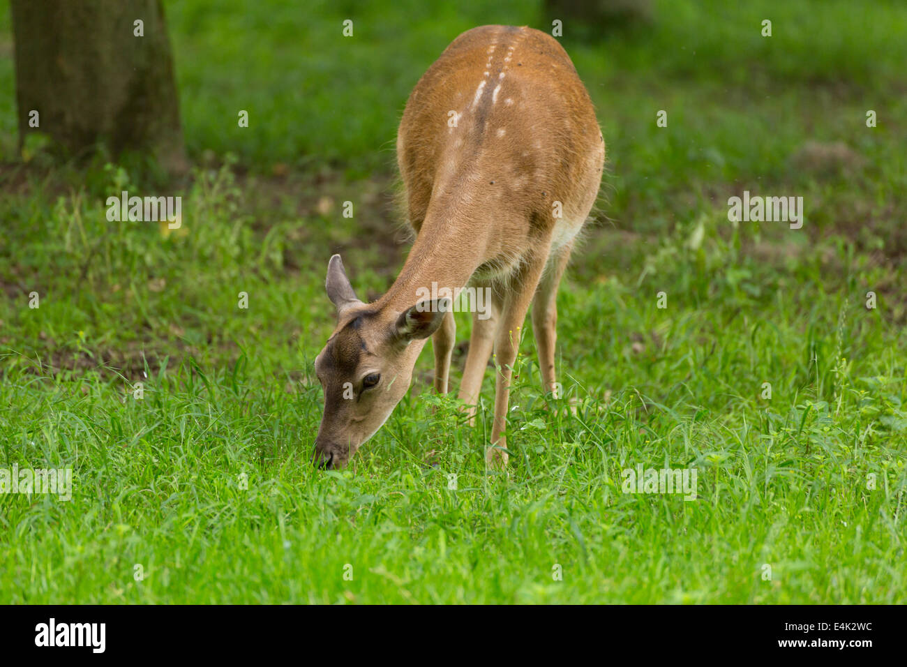 Fallow deer when grazing on green meadow grassland in forrest in summer Stock Photo