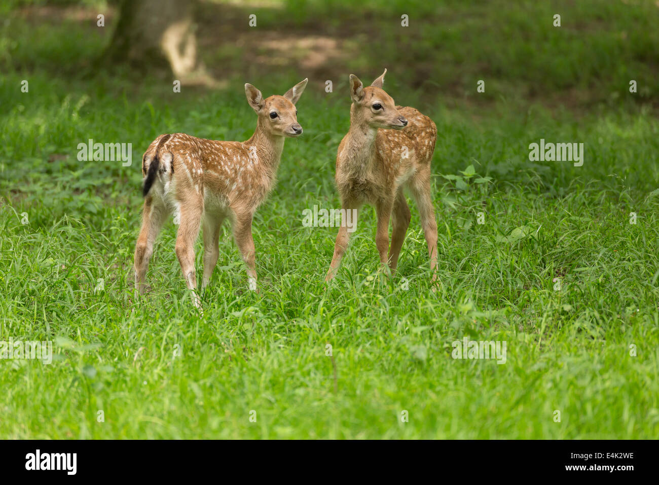 Two young toddler fawn fallow deer kids playing on green meadow grassland in forrest in summer Stock Photo