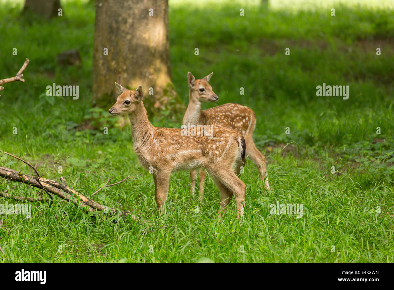 Two young toddler fawn fallow deer kids playing on green meadow grassland in forrest in summer Stock Photo