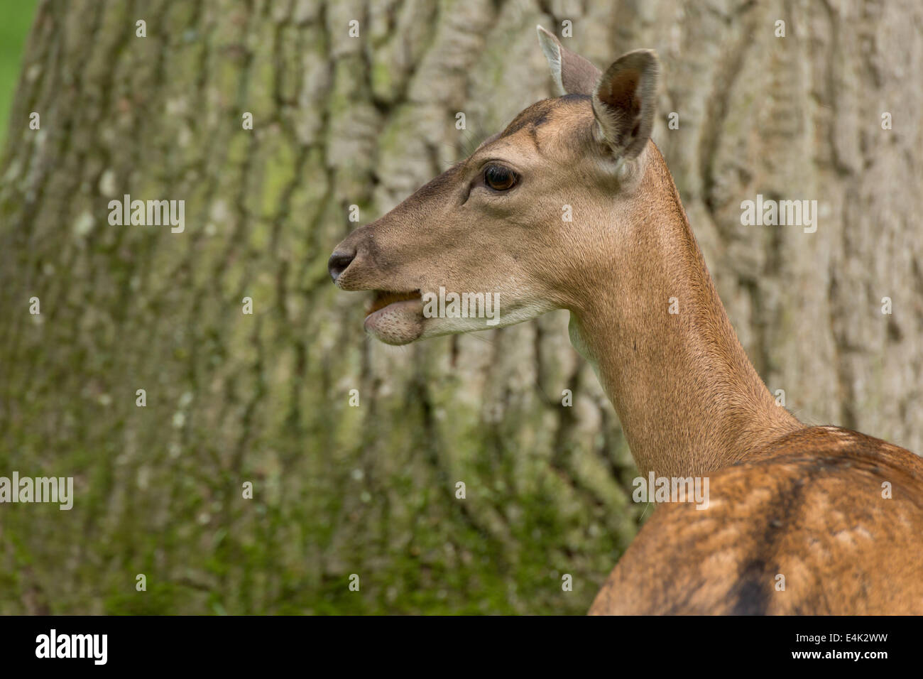 Fallow deer when ruminating on green meadow grassland in forest in summer Stock Photo