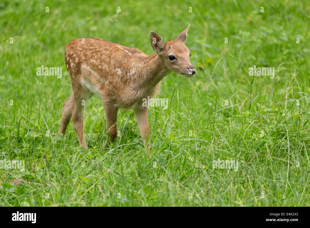 Young toddler fawn fallow deer kids playing on green meadow grassland in forrest in summer Stock Photo