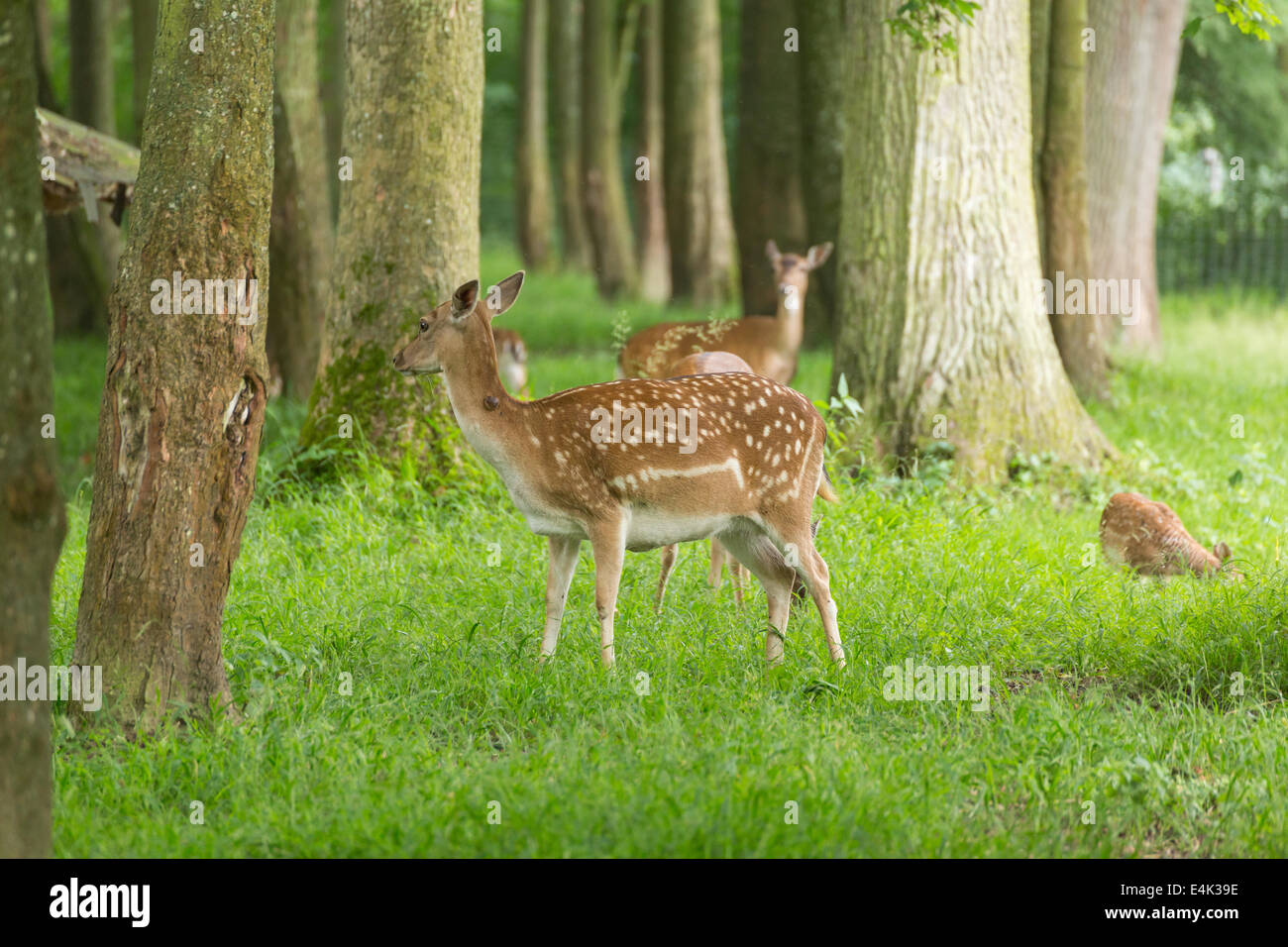 Fallow deer family when grazing on green meadow grassland in forest in summer Stock Photo
