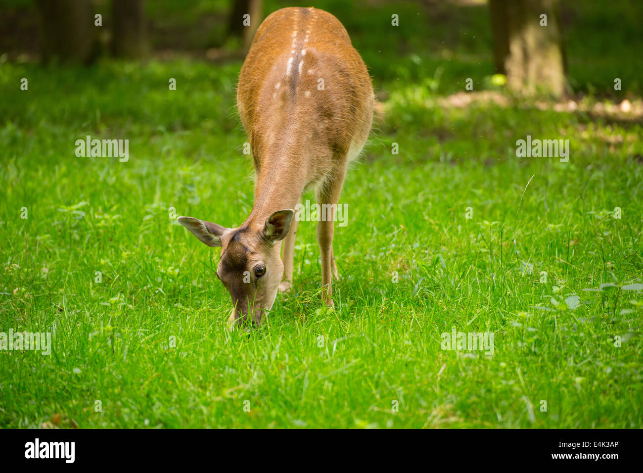 Fallow deer when grazing on green meadow grassland in forest in summer Stock Photo