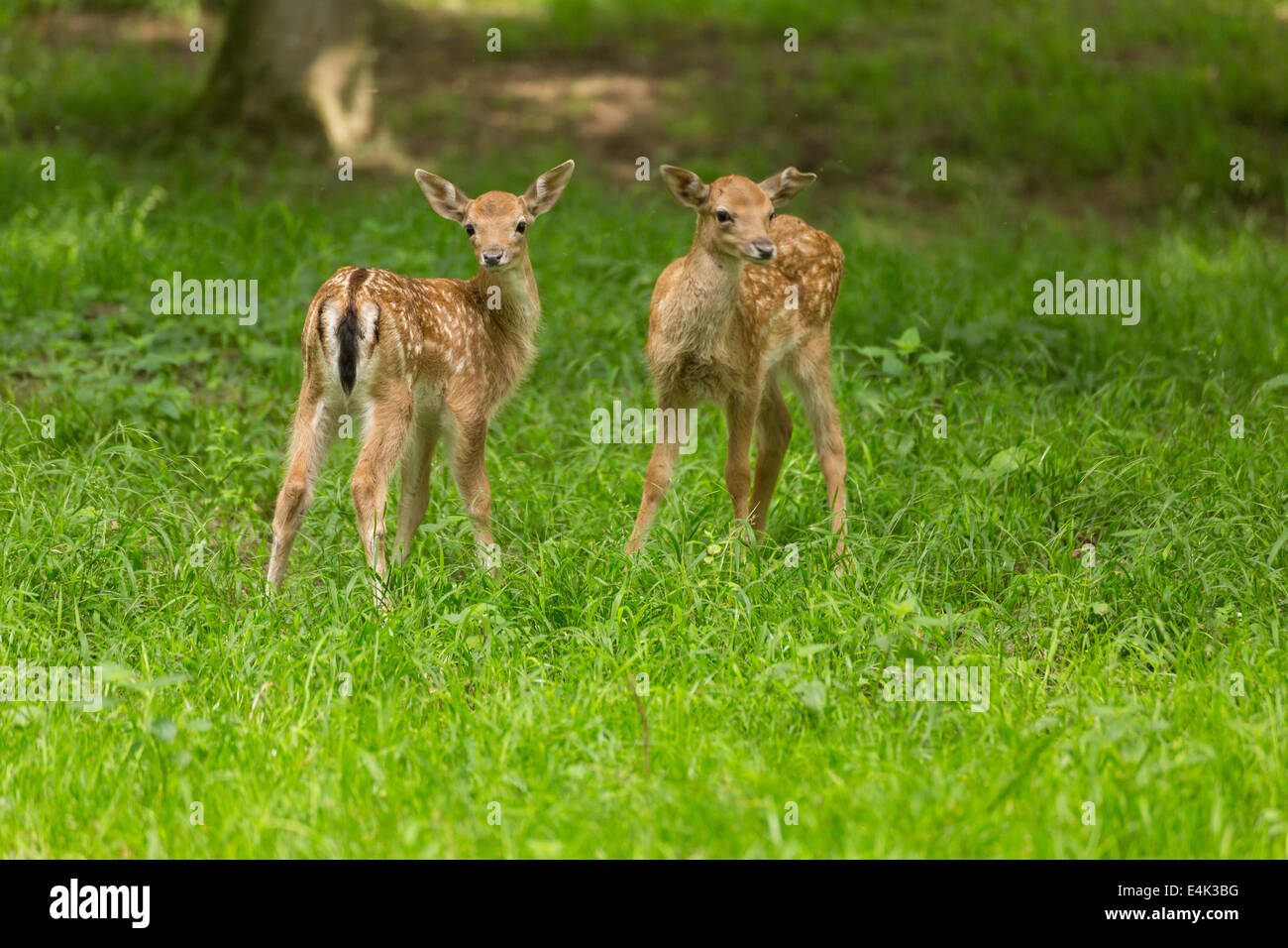 Two young toddler fawn fallow deer kids playing on green meadow grassland in forest in summer Stock Photo