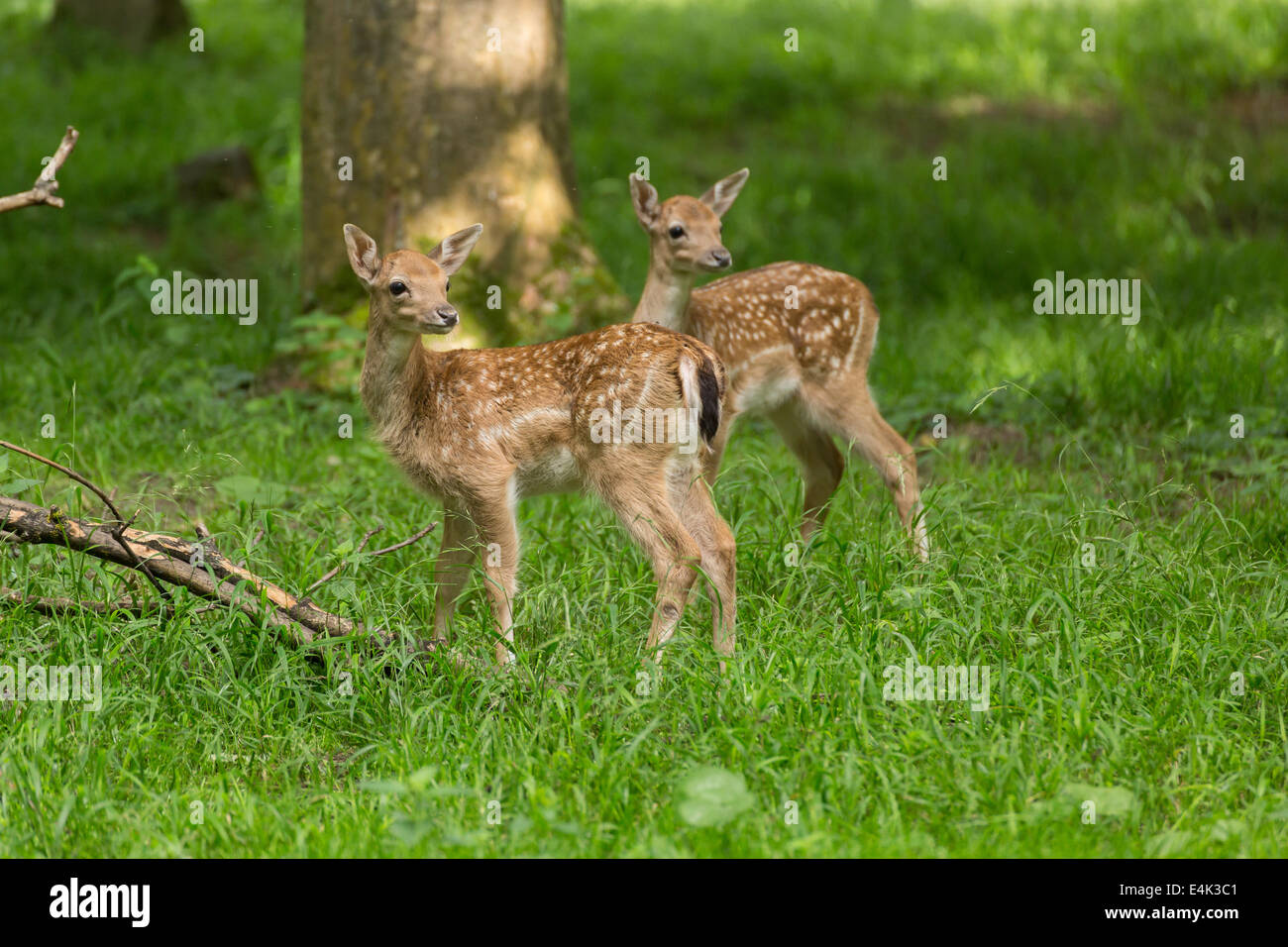 Two young toddler fawn fallow deer kids playing on green meadow grassland in forest in summer Stock Photo